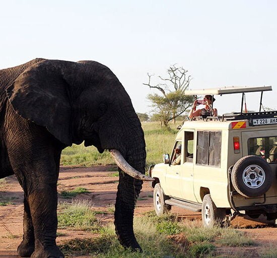 "Two days of adventure in the Serengeti National Park, showcasing the breathtaking landscapes, diverse wildlife, and thrilling safaris."