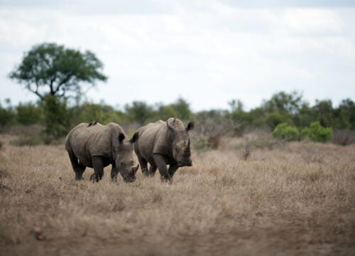 Exploring the Mountains of Tanzania: A Journey Through Altitude