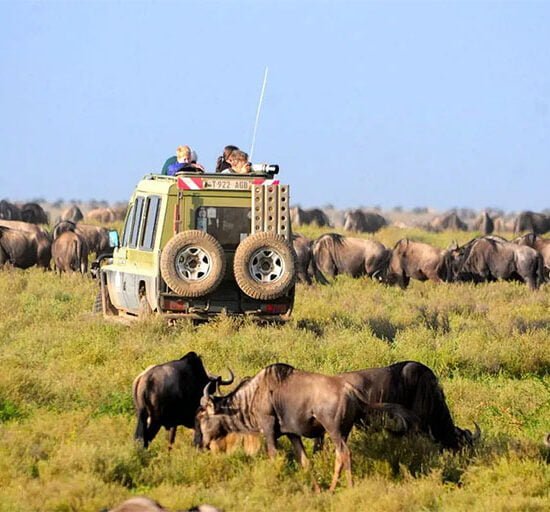 A vast savannah stretches out under a blue sky dotted with fluffy white clouds.