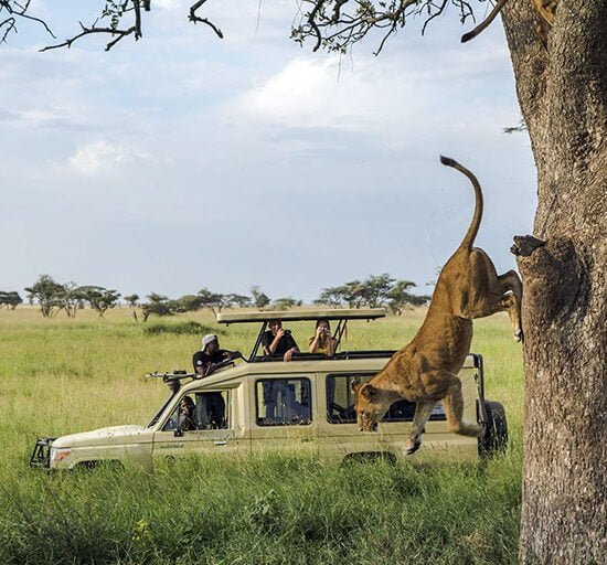 Vast savannah grasslands stretch into the distance under a clear blue sky, punctuated by scattered acacia trees.