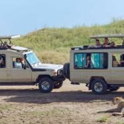 Wildlife safari's
