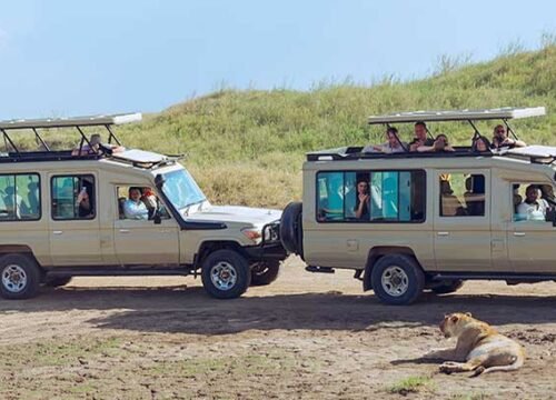 Discover the Wonders of an African Wildlife Safari: Your Ultimate Guide