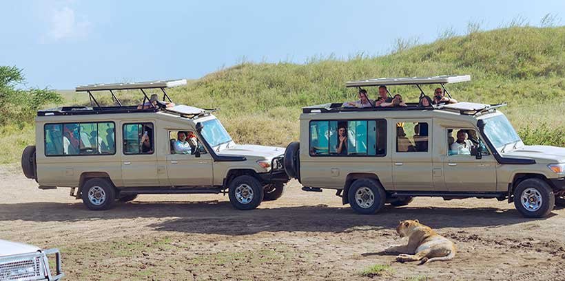 Wildlife safari's